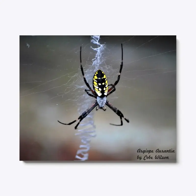 Argiope Aurantia